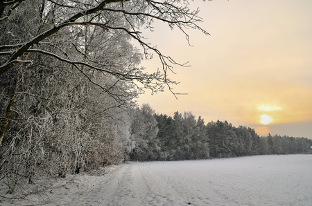The photo shows a forest in winter, on a cold day, covered in snow and rime, under a cloudy sky  You can see pine trees, alder and birch の写真素材