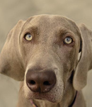 The photo shows Weimaraner portrait on blurred background の写真素材