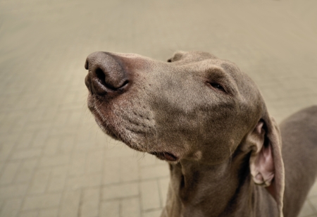 The photo shows Weimaraner portrait on blurred background の写真素材