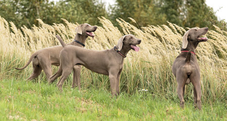 The photo shows Weimaraner in action and fun in the open air の写真素材