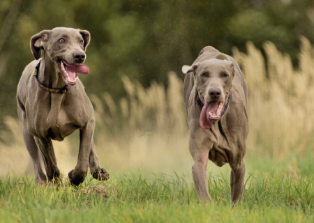 The photo shows Weimaraner in action and fun in the open air の写真素材