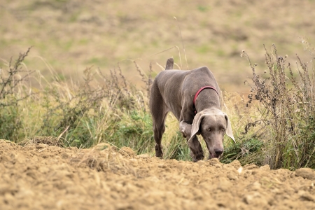 The photo shows Weimaraner in action and fun in the open air の写真素材
