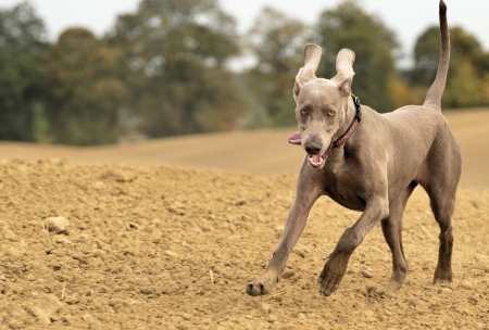 The photo shows Weimaraner in action and fun in the open air.の写真素材