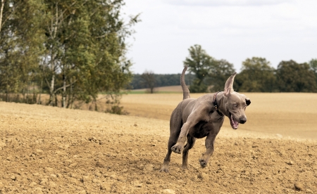 The photo shows Weimaraner in action and fun in the open air.の写真素材