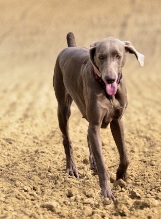 The photo shows Weimaraner in action and fun in the open air.の写真素材