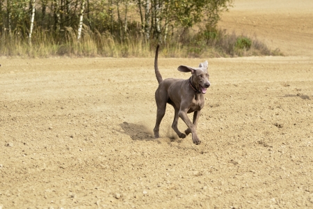 The photo shows Weimaraner in action and fun in the open air.の写真素材