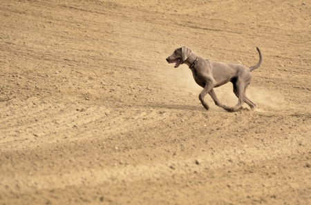 The photo shows Weimaraner in action and fun in the open air の写真素材