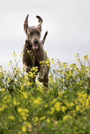 The photo shows Weimaraner in action and fun in the open air の写真素材