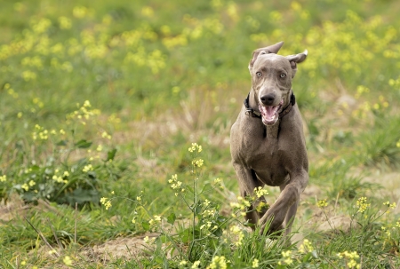The photo shows Weimaraner in action and fun in the open air の写真素材
