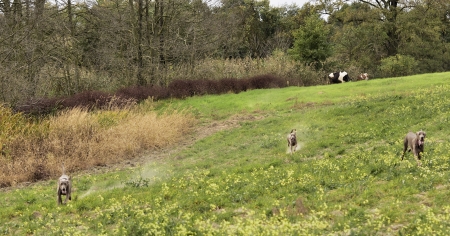 The photo shows Weimaraner in action and fun in the open air の写真素材