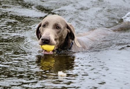 The photo shows Weimaraner in action and fun in the open air の写真素材