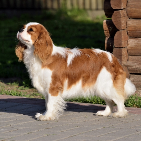 Photo present young cavalier king charles spaniel blenheim a coat の写真素材