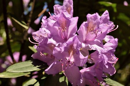 The photo shows Bad Muskau - park - blooming rhododendronsの写真素材