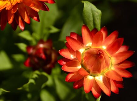 This photo present strawflower blooming in the garden の写真素材