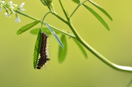 This photo present butterfly caterpillar feeds on a leaf の写真素材