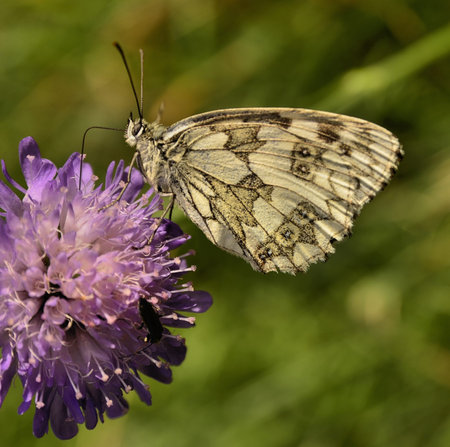 This photo present butterfly drinking nectar on clover blossoms の写真素材