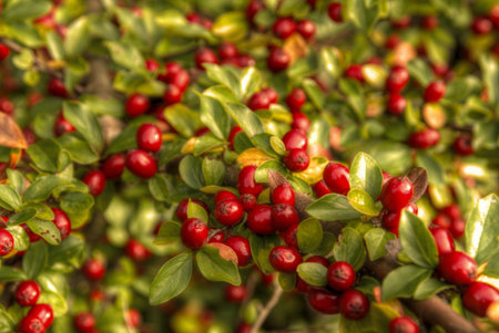 This photo present cotoneaster fruits HDRI 