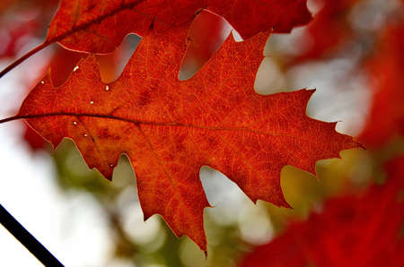  the colorful autumn leaves の写真素材