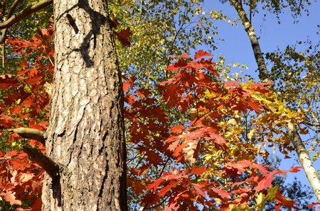 the colorful autumn leaves の写真素材