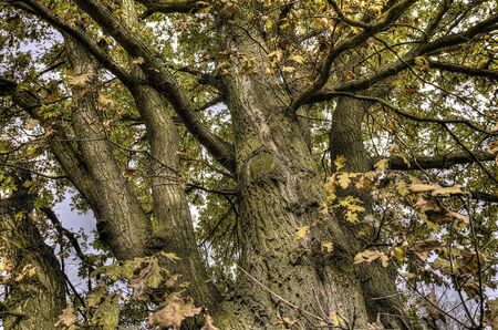 branches of an old oak HDR の写真素材