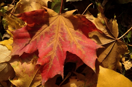  the colorful autumn leaves の写真素材