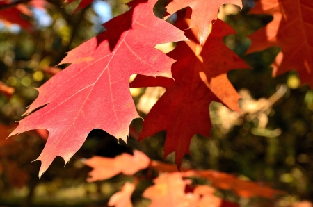 the colorful autumn leaves の写真素材