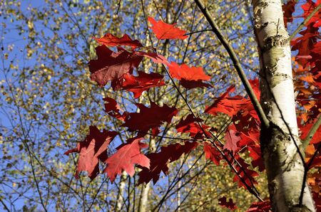 Photo shows the colorful autumn leaves の写真素材