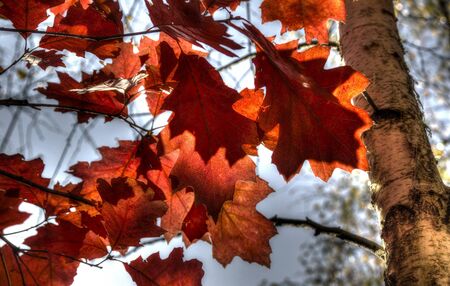 the colorful autumn leaves の写真素材