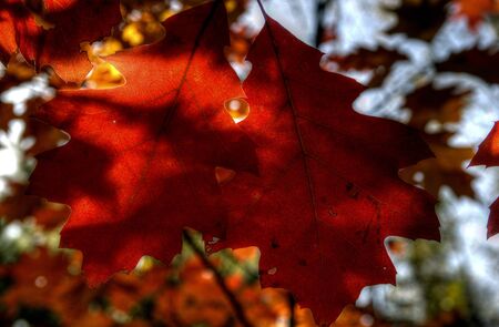 the colorful autumn leaves の写真素材