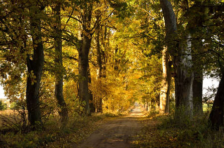  the way in a colorful autumn woods の写真素材