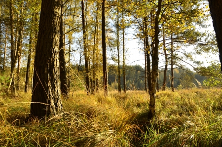  the way in a colorful autumn woods の写真素材