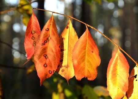  colorful autumn leaves の写真素材