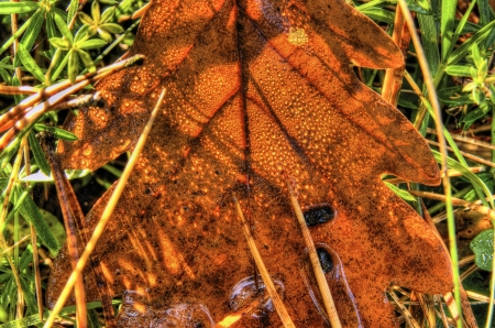 the colorful autumn oak leaves の写真素材