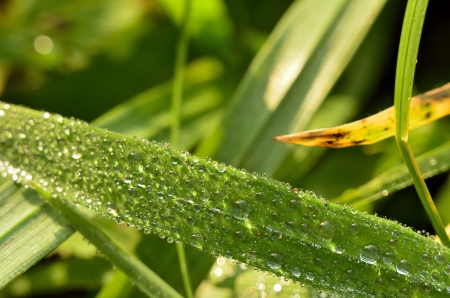  dew on blades of grass の写真素材