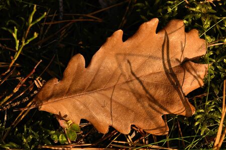 colorful autumn leaves の写真素材