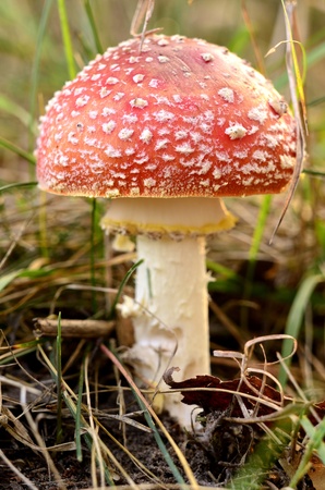the colorful autumn toadstool の写真素材