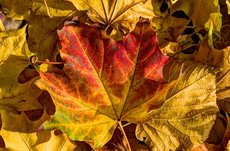 the colorful autumn leaves の写真素材