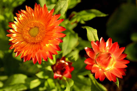 strawflower blooming in garden の写真素材