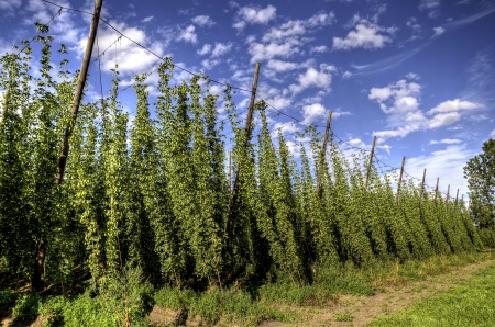 The photo shows the construction and the hop plant HDR の写真素材