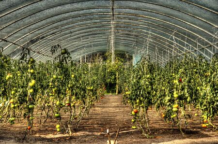 This photo present growing of tomatoes in a plastic tunnel HDR の写真素材