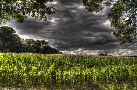 This photo present corn field under dark storm clouds HDR の写真素材