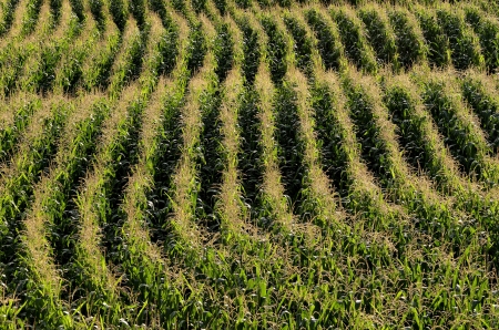 This photo present parallel rows of corn ripening in the field の写真素材