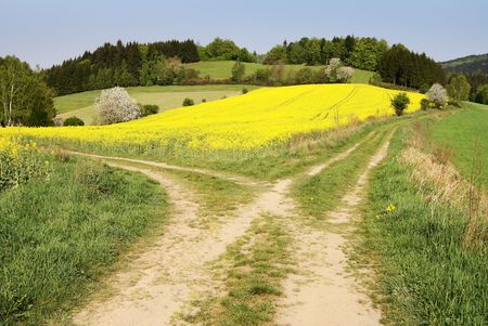 view on field path and yellow rape field - bohemian and moravian highlandsの写真素材