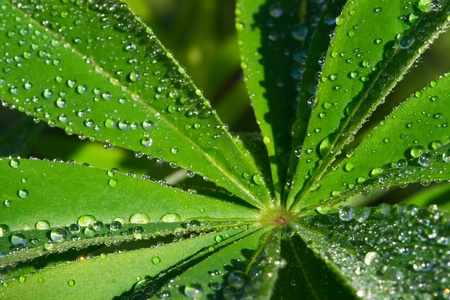 leaf of lupinus with drops of water の写真素材
