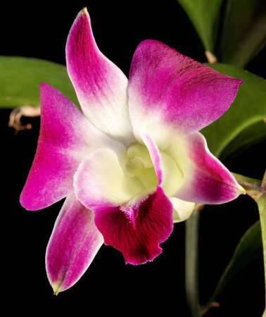 Pink orchid isolated on a black background の写真素材
