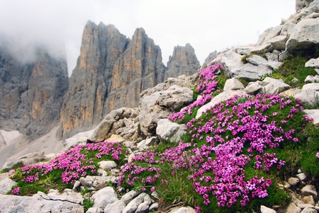 stangelloses leimkraut - silene acautis - silene a cuscinetto - pale di san martino dolomiti italyの写真素材
