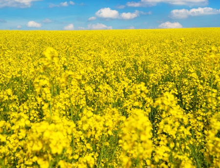 field of rapeseed の写真素材