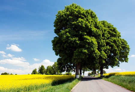 field of rapeseed with road and alley の写真素材