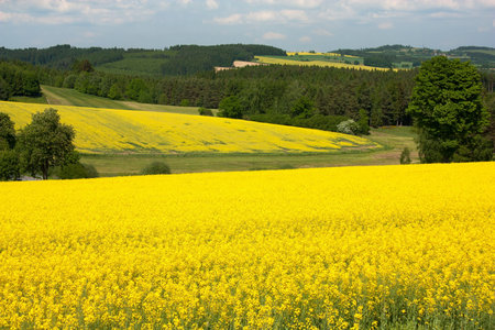 field of rapeseed 