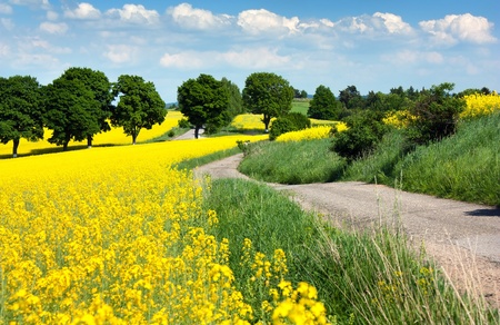 field of rapeseed - brassica napus の写真素材